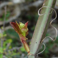 Cissus quadrangularis L.